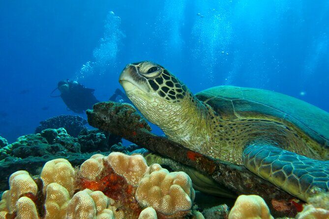 Beginner Scuba Dive in Lahaina: Swimming Required - What to Expect from the Lahaina Beginner Scuba Tour