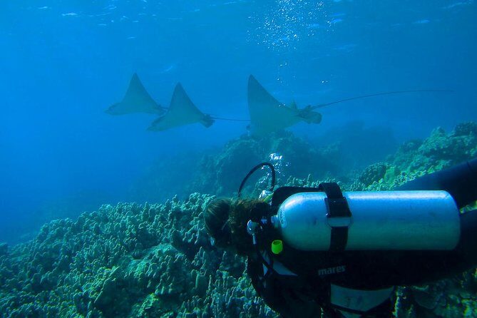 Beginner Scuba Dive in Lahaina: Swimming Required - Final Thoughts