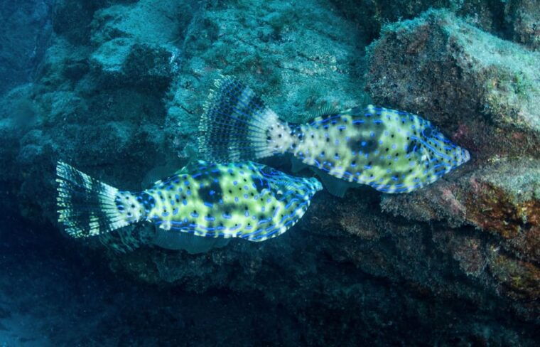 beginner-scuba-dive-with-scubapoint-tenerife-in-turtle-area