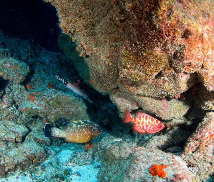 beginner-scuba-dive-with-scubapoint-tenerife-in-turtle-area
