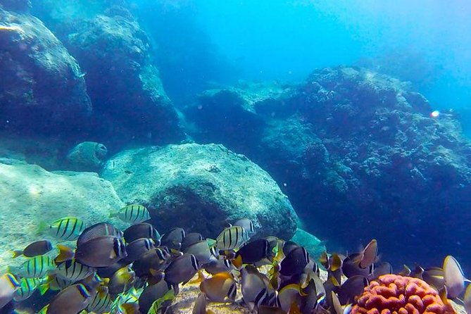 beginner-scuba-diving-adventure-with-videos-in-honolulu