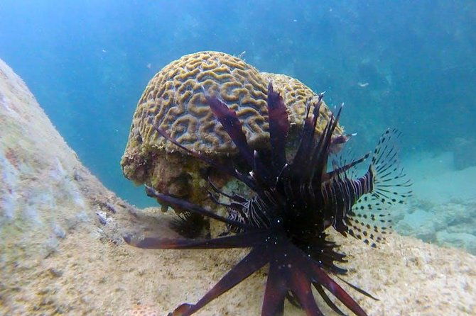 beginner-scuba-diving-adventure-with-videos-in-honolulu
