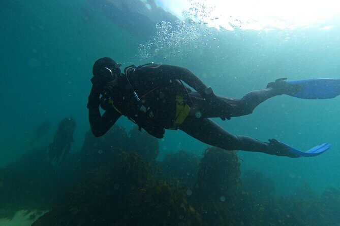 Beginner Scuba Diving Experience in Simonstown. - Detailed Itinerary Breakdown