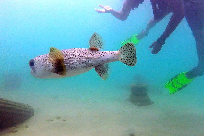 beginner-scuba-diving-with-turtles-and-videos-san-juan