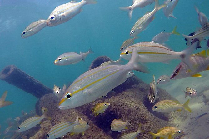 beginner-scuba-diving-with-turtles-and-videos-san-juan