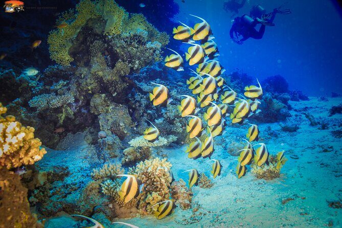 Beginners Scuba Diving Boat Trip With Equipment & lunch -Hurghada - Practical Details and Tips