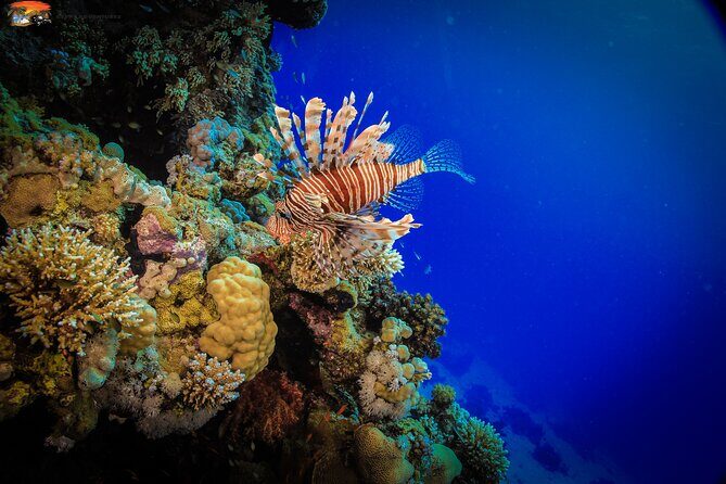 Beginners Scuba Diving Boat Trip With Equipment & lunch -Hurghada - Who Should Consider This Tour?