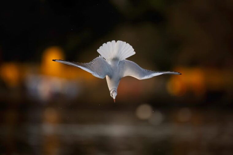 beginners-wildlife-photography-workshop