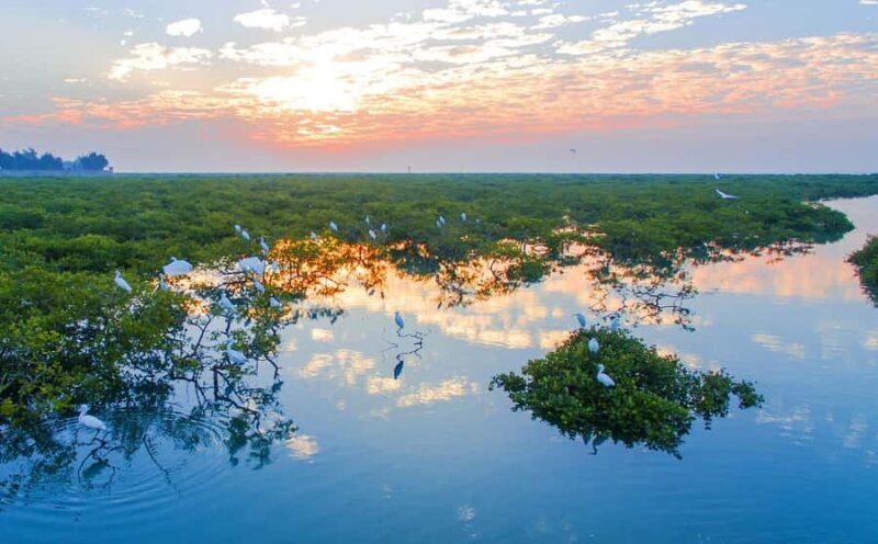 Beihai: Silver Beach, Mangrove Forest & Old Street Tour - Who Should Consider This Tour?