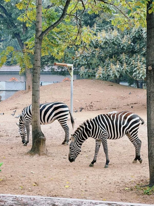 Beijing: Beijing Zoo Entry Ticket - A Practical Guide to Visiting Beijing Zoo