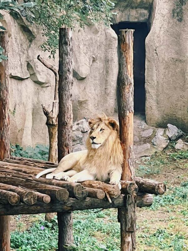 Beijing: Beijing Zoo Entry Ticket - Final Thoughts