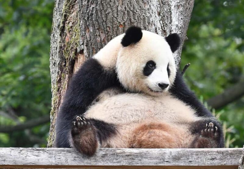 Beijing: Beijing Zoo Official Entry Ticket with Panda House - Key Points