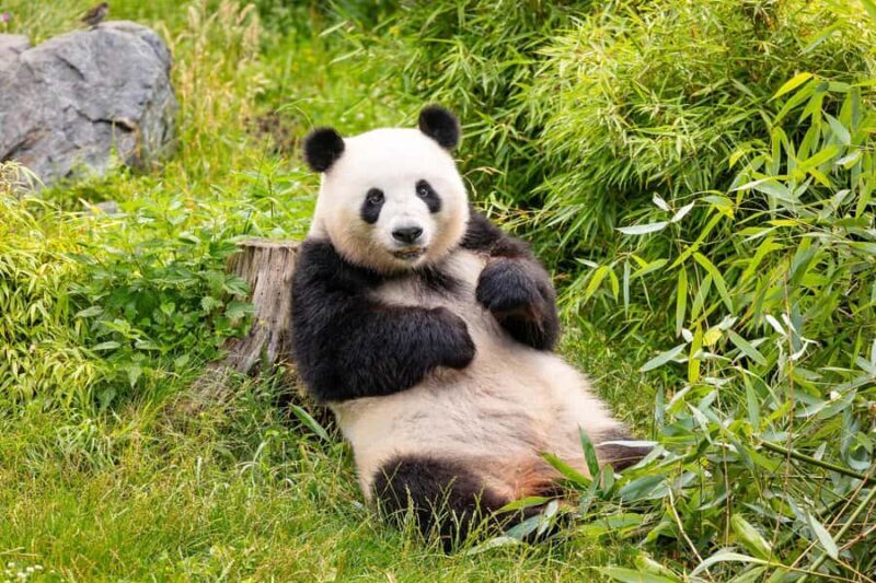 Beijing: Beijing Zoo Official Entry Ticket with Panda House - FAQ