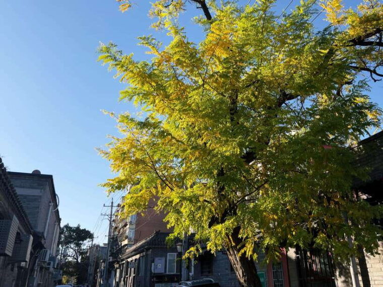 beijing-feng-shui-hutongs-tour