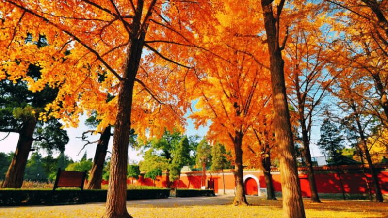 Beijing: JingShan park (palace museum garden) entry ticket - The Experience: What You Can Expect at Jingshan Park