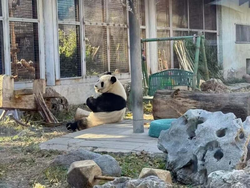 Beijing: Mutianyu Great Wall and Panda House Private Tour - Key Points