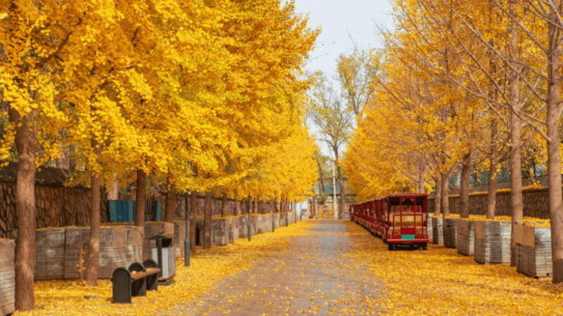 beijing-old-summer-palace-ruins-park-admission-ticket