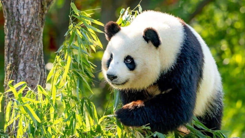 beijing-panda-house-entry-ticket-zoo