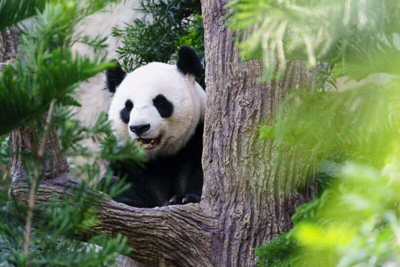 beijing-panda-house-entry-ticket-zoo