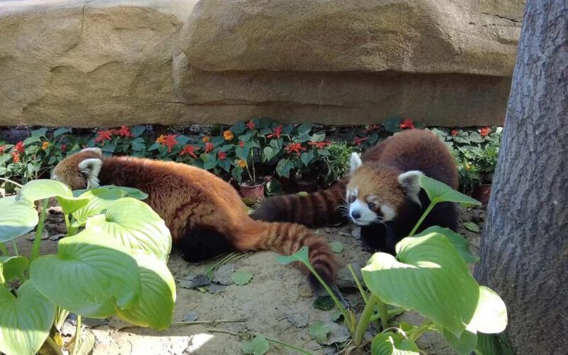 Beijing: Panda House Ticket (Zoo) October-limited Discount - Key Points