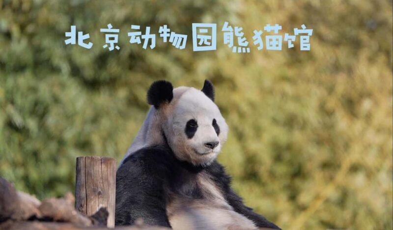 Beijing: Panda House Ticket (Zoo) October-limited Discount - Who Would Love This Experience?