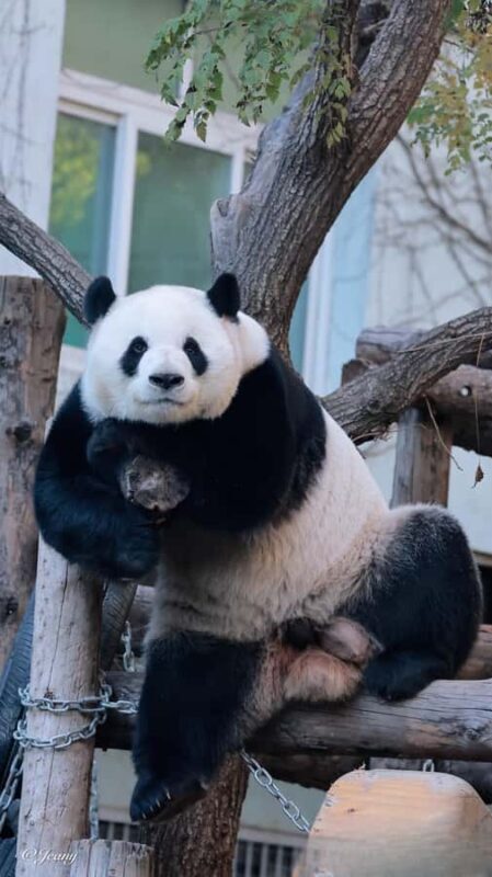 Beijing: Panda Pavilion Tickets - Key Points
