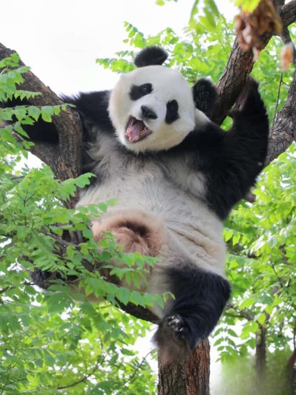 Beijing: Panda Pavilion Tickets - An Honest Look at the Panda Pavilion Experience