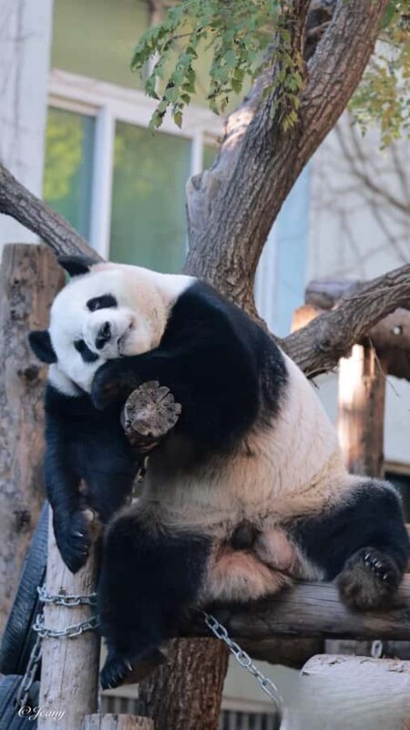 Beijing: Panda Pavilion Tickets - Final Thoughts