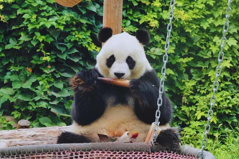 Beijing: Private Forbidden City & Panda Zoo Family Tour - The Experience of a Lifetime: What’s Included and What to Expect