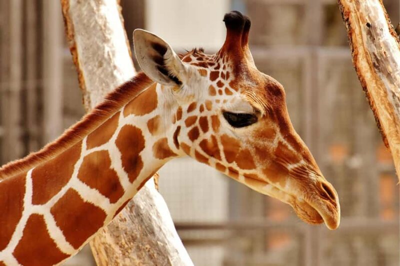 Beijing: Private Forbidden City & Panda Zoo Family Tour - FAQ