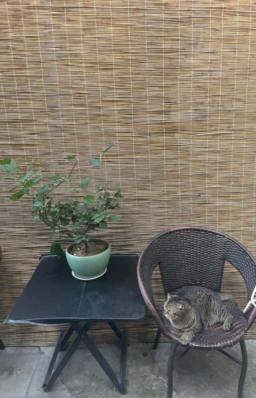 Beijing: Spring Festival Dumpling-Making Class in hutong - Key Points