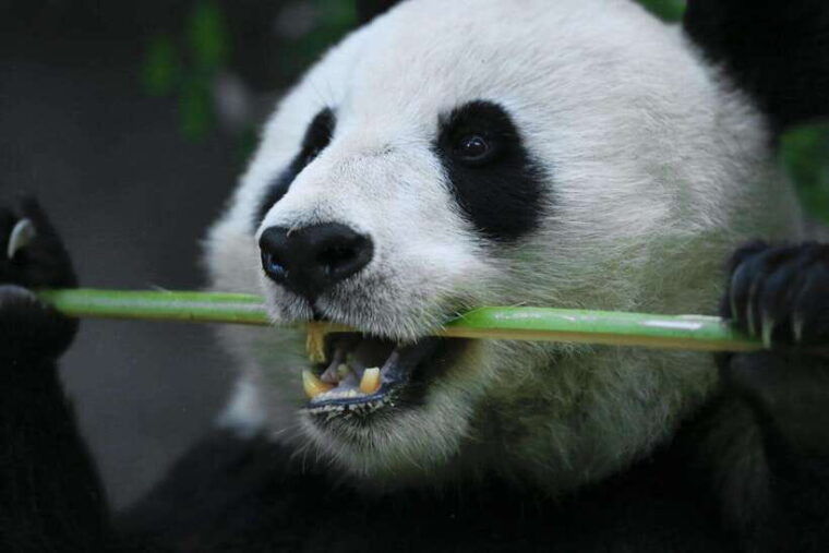 beijing-summer-palace-and-panda-house-guided-tour