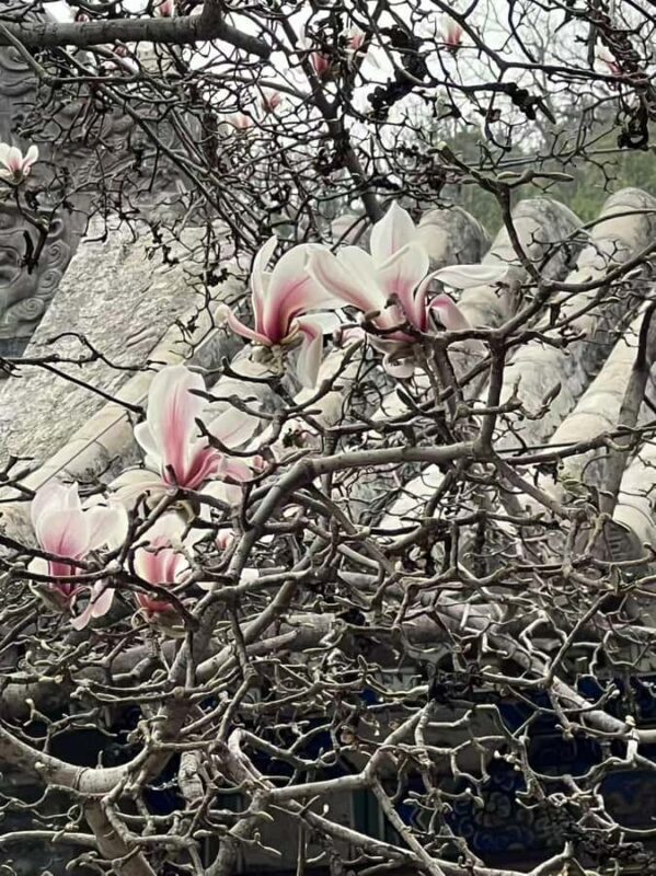 Beijing: Tanzhe Temple Blessing Tour with Guide - A Deep Dive into the Tanzhe Temple Experience