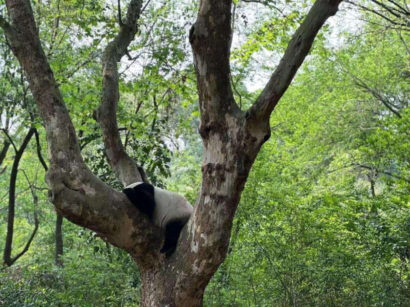 beijing-the-beijing-zoo-entry-ticket-included-pandas