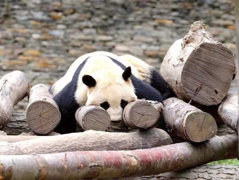 beijing-the-beijing-zoo-entry-ticket-included-pandas