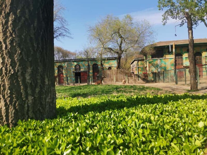 Beijing Zoo Entry Ticket - Panda House Included - An Authentic Look at Beijing Zoo’s Panda House