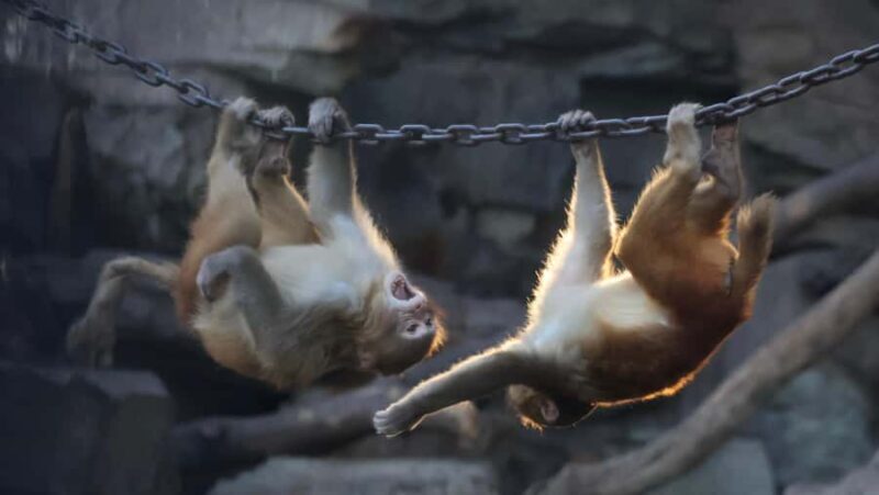 Beijing Zoo Entry Ticket - Panda House Included - Final Summary