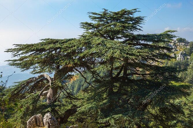 Beiteddine and Al-Chouf Cedar Reserve - The Sum Up