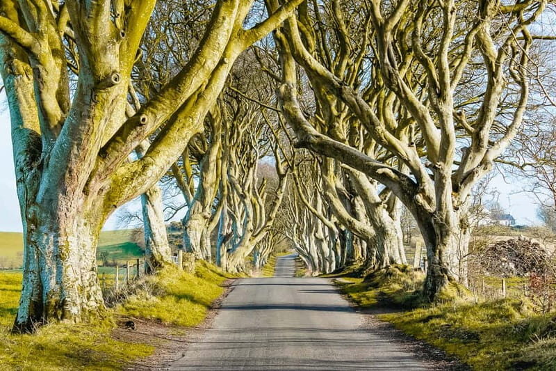Belfast: Giant's Causeway, Dark Hedges, and Dunluce Castle - Final Thoughts