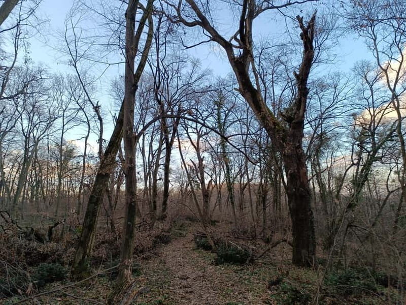 Belgrade: Kosutnjak forest hiking tour - Detailed Breakdown of the Itinerary