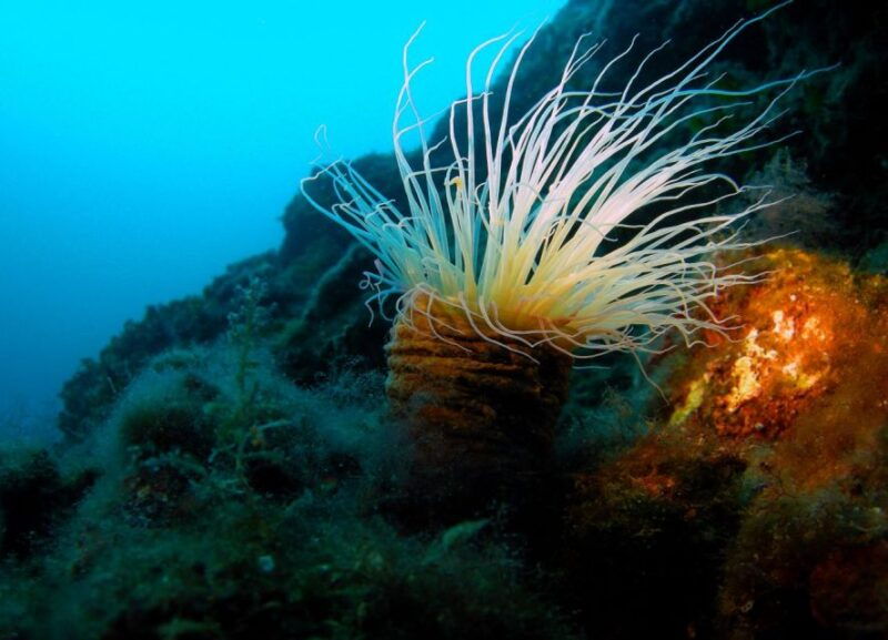 beli-discovery-dive