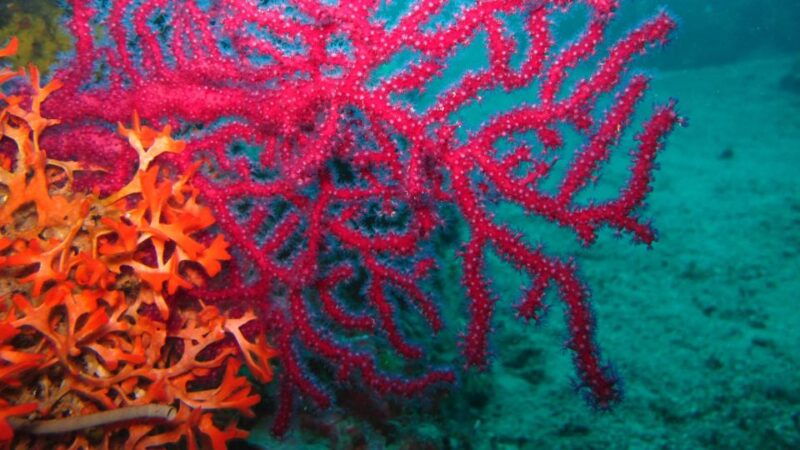 beli-discovery-dive