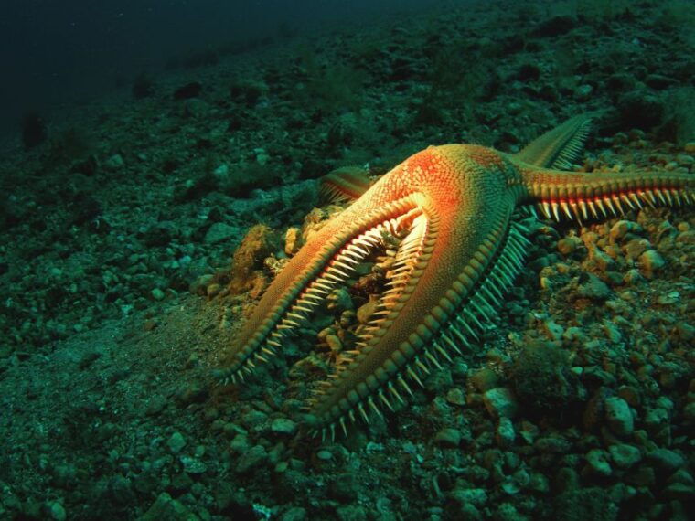 beli-discovery-dive