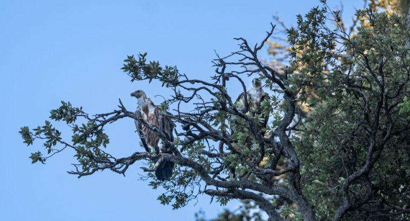 beli-griffon-vultures-bird-watching-boat-trip
