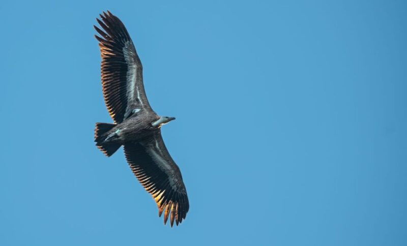 beli-griffon-vultures-bird-watching-boat-trip