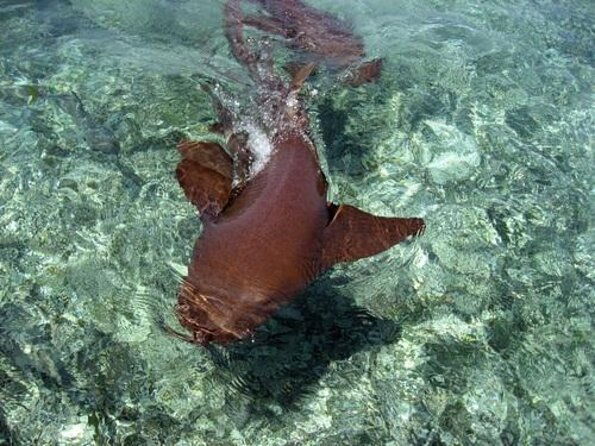 belize-hol-chan-marine-reserve-shark-ray-alley-snorkel-tour-ambergris-caye