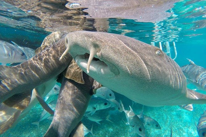 belize-hol-chan-marine-reserve-shark-ray-alley-snorkel-tour-ambergris-caye