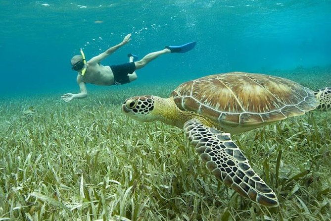 belize-hol-chan-marine-reserve-shark-ray-alley-snorkel-tour-ambergris-caye
