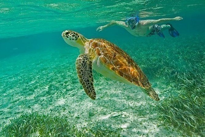 belize-hol-chan-marine-reserve-shark-ray-alley-snorkel-tour-ambergris-caye