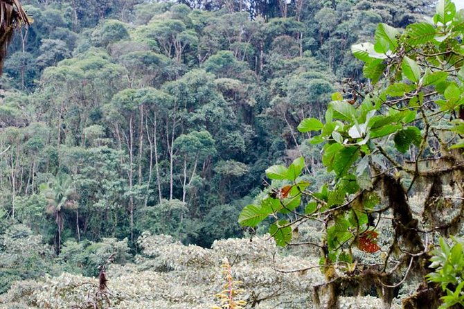 bellavista-cloud-forest-reserve-full-day